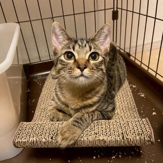 ෆ⃛好奇心旺盛ෆ⃛ヨーダちゃん