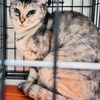 下僕募集いたします。