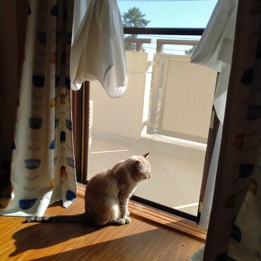 ありし日の愛猫