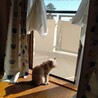 ありし日の愛猫