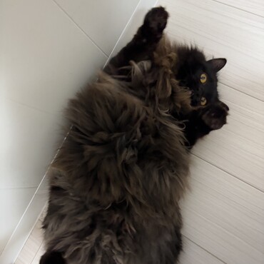 兄弟の猫を預かる1 ツンデレの姫
