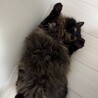 兄弟の猫を預かる1 ツンデレの姫