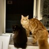 兄弟の猫を預かる2 