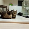 保護猫3匹をひと月預かる　友人に頼まれて