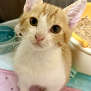 へそ天ごろごろ甘えん坊茶白ぼうや二か月半