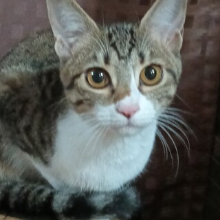  白サバ美猫 女の子 5ヶ月凛とした顔立ち