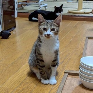 【トライアル決定】6ヶ月の男の子