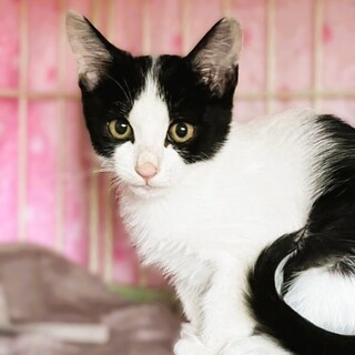 ★里親様決定★びびりさんだけど人が好き♥モーモくん