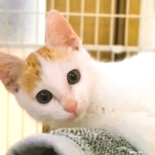 ★里親様決定★人が大好きいたずらっ子♥ムーくん