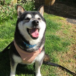 柴犬20歳永眠しました