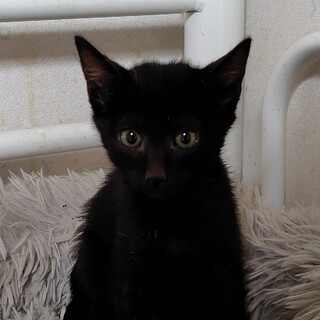 可愛い黒猫の女の子