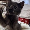 里親決定★黒スモークの女の子 サムネイル6