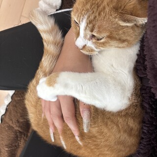 里親募集！人懐っこくて手がかからない良い子です！