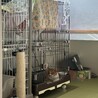 里親募集！人懐っこくて手がかからない良い子です！ サムネイル3