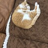 里親募集！人懐っこくて手がかからない良い子です！ サムネイル6