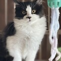 気品溢れる子達✨️ 尽くしたい飼い主様募集✨️２