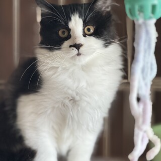 気品溢れる子達✨️ 尽くしたい飼い主様募集✨️２