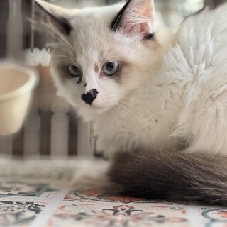 気品溢れる子達✨️ 尽くしたい飼い主様募集✨️３