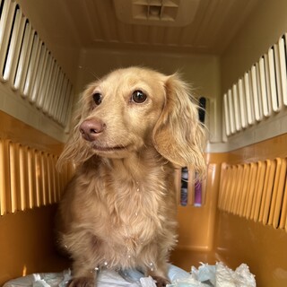 ぽっちゃりダックスちゃん