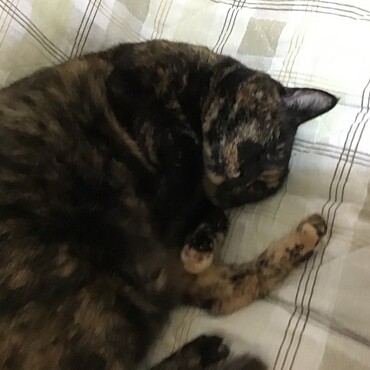 オヅノ君、今年はこうしてヌクヌクの羽毛布団で寝られるね、うにちゃんも一緒にね！