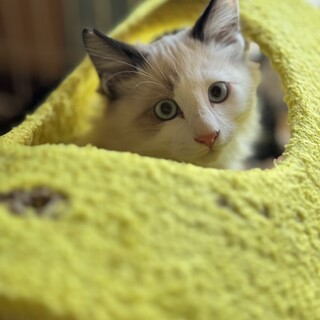 気品溢れる子達✨️ 尽くしたい飼い主様募集✨️５