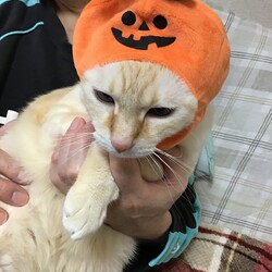 着ぐるみ？苦手なんだけど・・・・