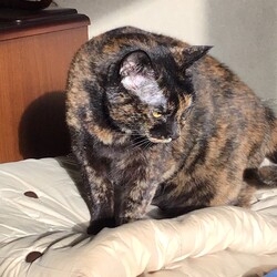 「着ぐるみ？苦手なんだけど・・・・」サムネイル2