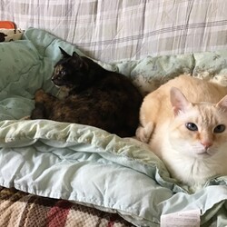 「着ぐるみ？苦手なんだけど・・・・」サムネイル3