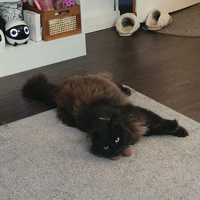 Miss Summerのカバー写真