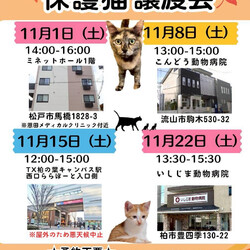 柏市♡保護猫譲渡会♡NPO法人にゃん2
