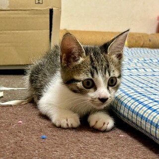 11/9譲渡会　キジ白の男の子　かんた