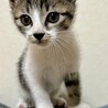 11/9譲渡会　キジ白の男の子　かんた サムネイル4