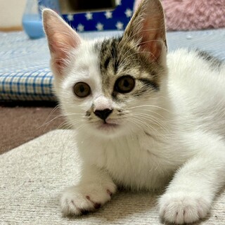 11/9譲渡会　キジ白の男の子　かなで