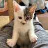 11/9譲渡会　キジ白の男の子　かなで サムネイル6