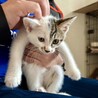 11/9譲渡会　キジ白の男の子　かなで サムネイル7