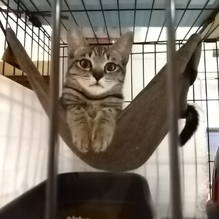 動物病院でも太鼓判押されたアイドル顔