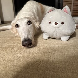 ボルゾイ　ユキの日常