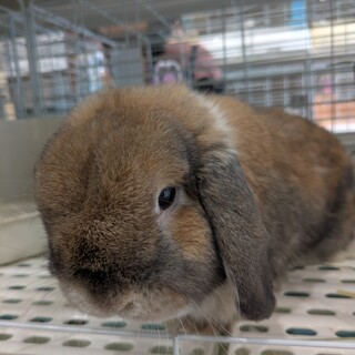 No.981 豊川おっとりロップくん