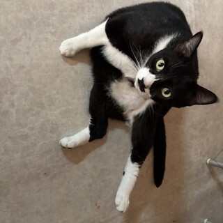 マイペースなハチワレくん