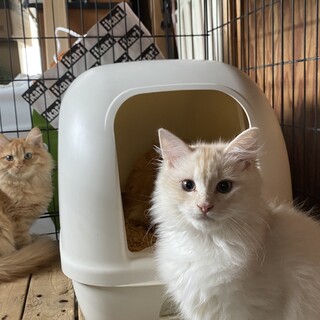 遊び好きの元気な男の子