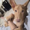 お散歩大好きな元野犬の男の子！ サムネイル3