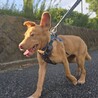 お散歩大好きな元野犬の男の子！ サムネイル2