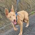 お散歩大好きな元野犬の男の子！