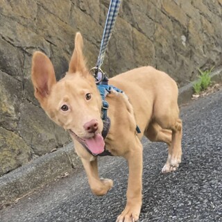 お散歩大好きな元野犬の男の子！