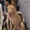 お散歩大好きな元野犬の男の子！ サムネイル4