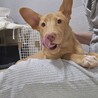 お散歩大好きな元野犬の男の子！ サムネイル5