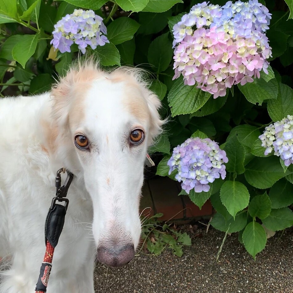 ゆきのカバー写真