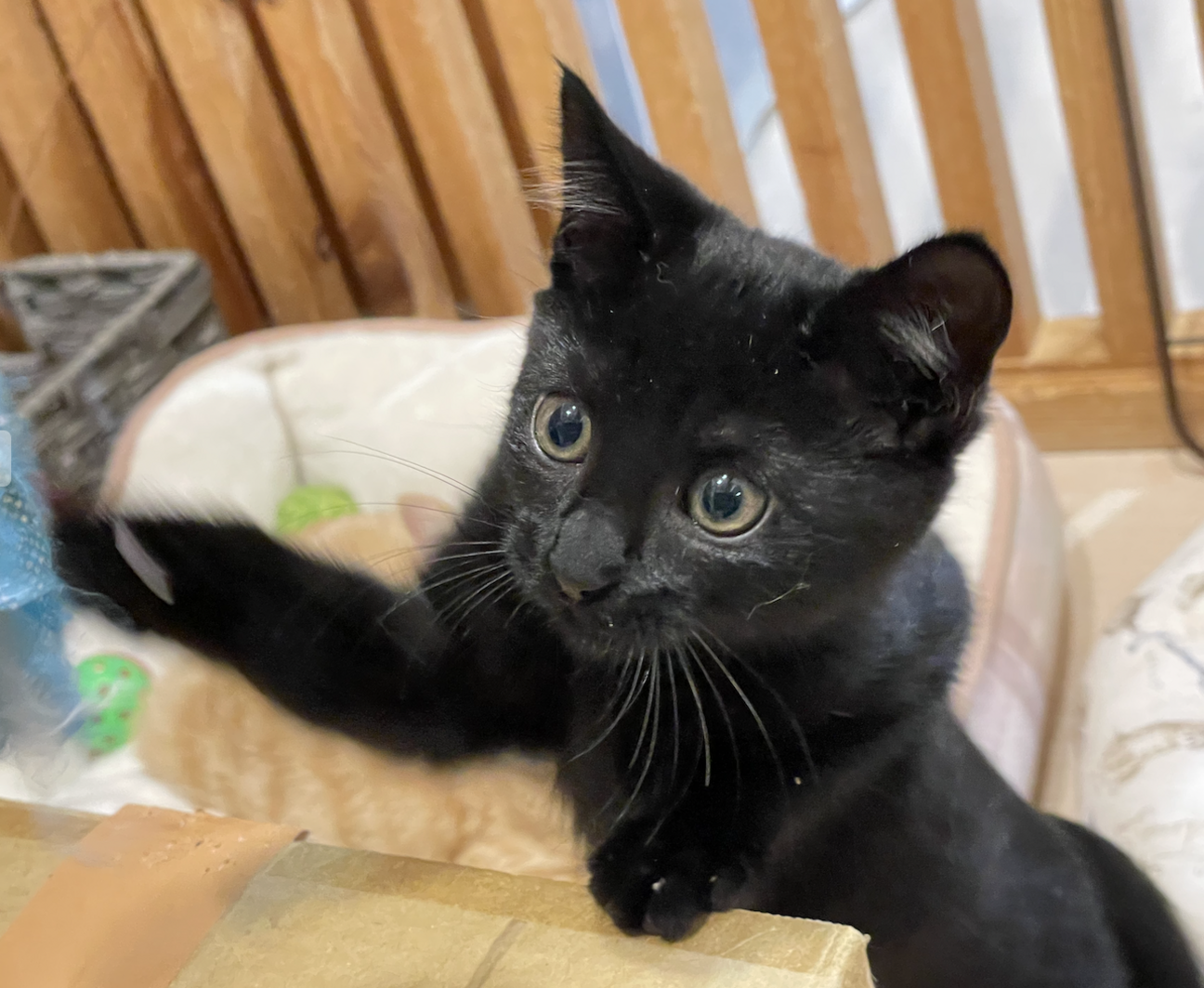 積極果敢☆くじら君☆猫大好き」大阪府 - 猫の里親募集(529101