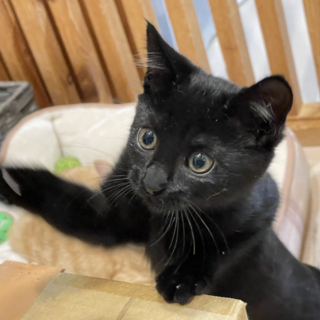 積極果敢★くじら君★猫大好き