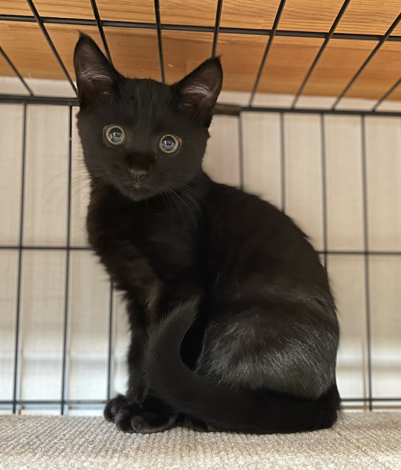 うらねこ様 完成品ご確認ページ☺︎ 楽天市場】猫模様図鑑 ネコ柄 オックス ベージュ/グレー/からし